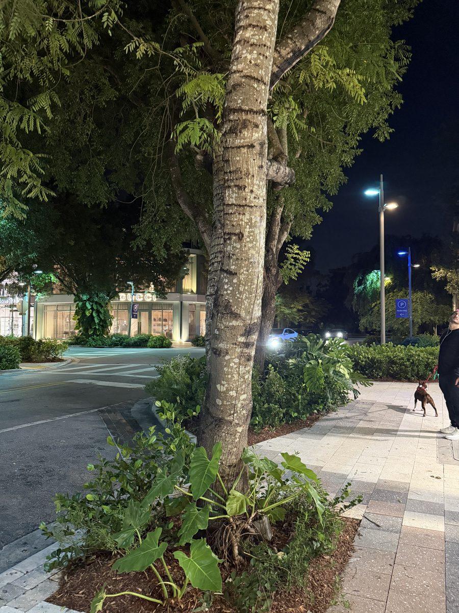 Mike, a west indian mahogany in the Miami Design District