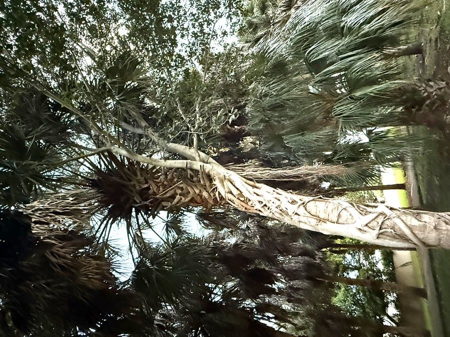 Sal & Figaro, a cabbage palm & strangler fig in the Rock Ridge Park, Kendall